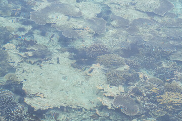 Tropical coral reef visible beneath clear shallow seawater at Sepa Island, Indonesia. Marine ecosystem, biodiversity, underwater nature and coastal environment. © Livia