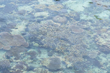 Tropical coral reef visible beneath clear shallow seawater at Sepa Island, Indonesia. Marine ecosystem, biodiversity, underwater nature and coastal environment. © Livia