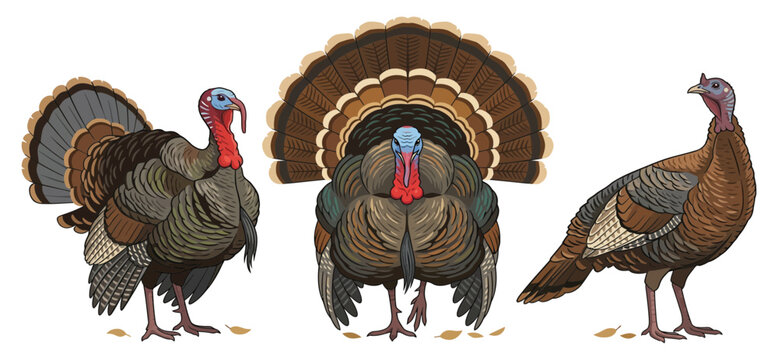 Three wild turkey birds vector illustration set isolated on white background.