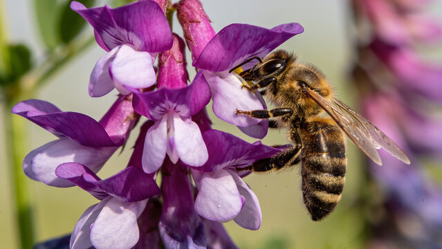 Closeup of bee pollinating purple flowers in a regenerative agriculture field