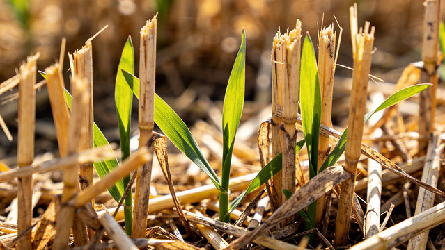 Regenerative agriculture practices seen in cover crops and no-till farming