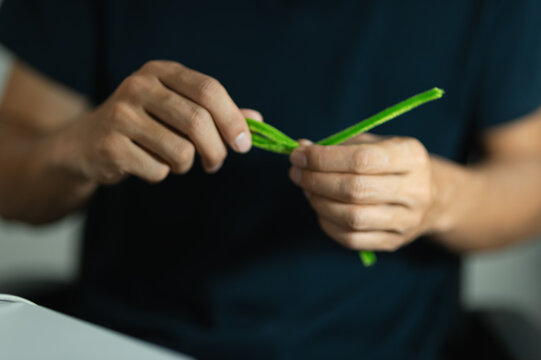 Hands Holding Green Plant Stem demonstrating nature connection and plant care