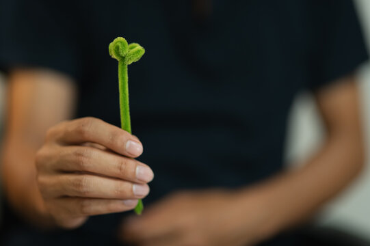 Person Holding Green Heart-Shaped Plant Stem for Eco-Friendly Nature Concept