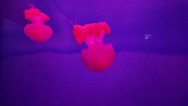 Two glowing pink jellyfish floating in a purple ocean.