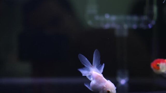 Lionhead goldfish swimming in an aquarium could be used in an advertisement for a pet fish shop.