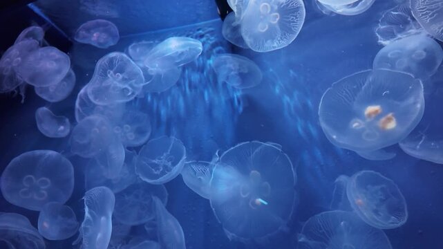 Graceful Moon Jellyfish Swimming in Deep Blue Aquarium Tank