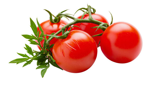Ripe red cherry tomatoes on vine with green leaves