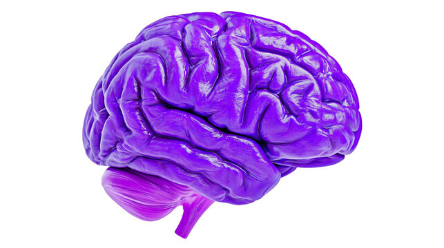 Purple human brain with cerebellum and brainstem
