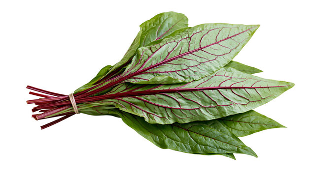Bundle of fresh green sorrel leaves with red veins and stems