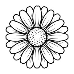 Fototapeta premium Simple black and white line of a single daisy flower blossom with many petals, isolated on a white background