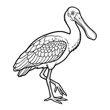 A graceful spoonbill bird standing on one leg, detailed black and white line for children coloring book page on white background