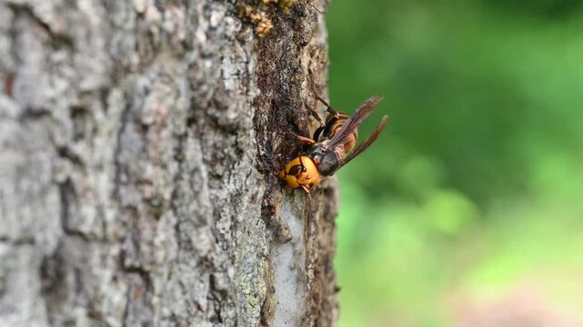 樹液を舐めるスズメバチ（クヌギの木・樹液・危険昆虫・マクロ撮影・4K）