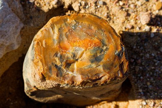 Natural patterned flint nodule featuring a vivid orange and brown cross-section cleavage, resting on textured sandy ground outdoors in bright sunlight, exhibiting unique mineral geological beauty