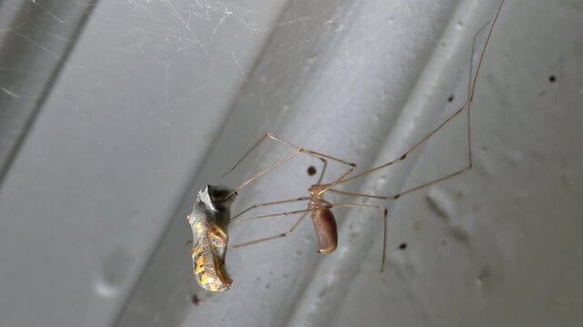 Cellar Spider (Pholcus phalangioides) wrapping a live Wasp in silk in its web to immobilise it. Indoors, August, Kent, UK [Slow motion x5]