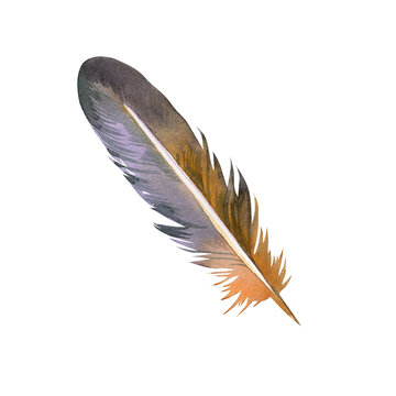 Watercolor bird feather in purple grey and warm orange tones, hand painted boho plumage illustration