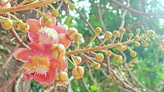 Beautiful Sal tree flowers blooming gracefully in a Thai temple garden, reflecting the deep faith and spiritual devotion of Thai Buddhist culture.