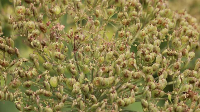 Close up of wild plant seed head in nature
