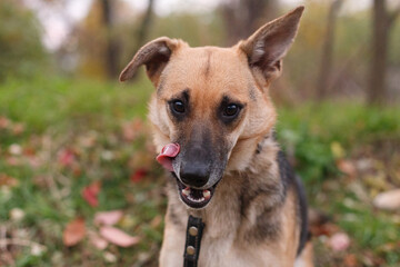 Fototapeta premium Male dog on the walking in the park
