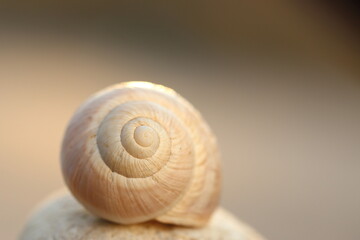 Macro View of Snail Shell Spiral Resting on Stone in Warm Light © UMIT