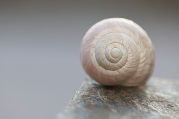 Snail Shell Spiral Close Up Resting on Stone Ledge © UMIT
