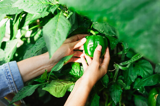 Woman farmer collecting organic fresh bell peppers from vegetable garden - Sustainable harvest, green and summer season food concept - Main focus on center vegetable - UGC content