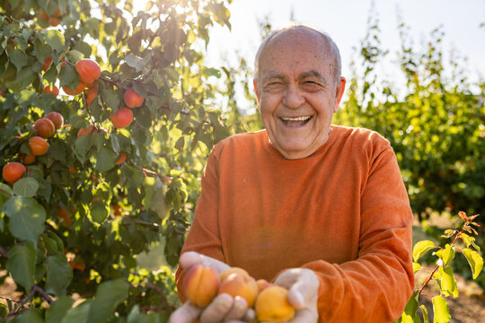 Smiling grandfather holds fresh apricots in family orchard