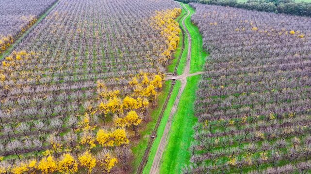 Aerial video flying over a vast pecan orchard, showcasing neat rows of mature trees across the productive agricultural landscape near Biniguy in northwestern New South Wales.