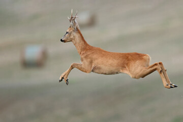 Sarna europejska (Capreolus capreolus) roe deer © Bartosz Rakoczy