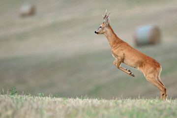 Sarna europejska (Capreolus capreolus) roe deer © Bartosz Rakoczy
