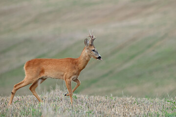 Sarna europejska (Capreolus capreolus) roe deer © Bartosz Rakoczy