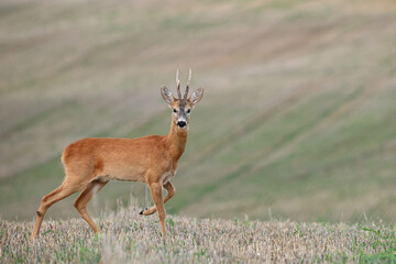 Sarna europejska (Capreolus capreolus) roe deer © Bartosz Rakoczy