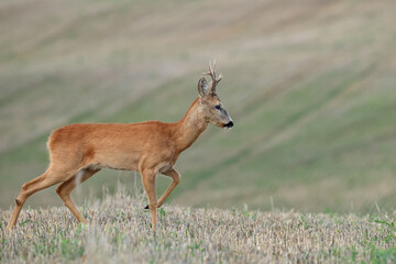 Sarna europejska (Capreolus capreolus) roe deer © Bartosz Rakoczy