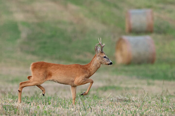 Sarna europejska (Capreolus capreolus) roe deer © Bartosz Rakoczy