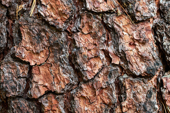 Detailed close up pine tree bark texture background with rough pattern