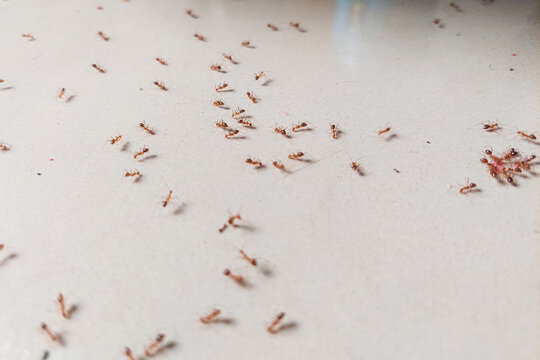 Photo of a swarm of red ants on a white floor.