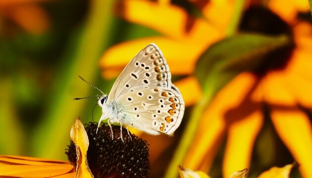 Colorful butterfly standing on the yellow wild flower in the garden feeding with nectar, butterfly and wildflower background
