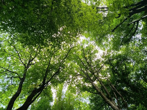Low angle view looking up through a dense green forest canopy of tall trees with sunlight filtering down