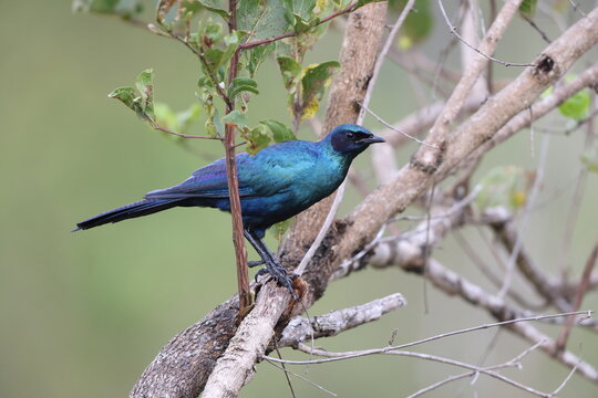 Meves's starling (Lamprotornis mevesii mevesii), also Meves's glossy starling and Long-tailed starling, is a species of starling in the genus Lamprotornis. This photo was taken in Kruger National Park