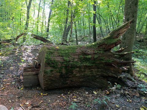 Massive mossy tree stump with broken root system resting on the ground in a lush green forest