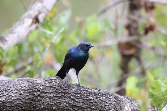 Meves's starling (Lamprotornis mevesii mevesii), also Meves's glossy starling and Long-tailed starling, is a species of starling in the genus Lamprotornis. This photo was taken in Kruger National Park