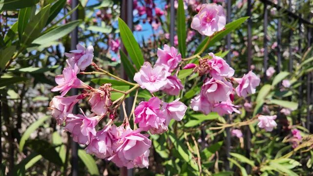 Aesthetic cinematic view of vibrant oleander blossoms on a shrub