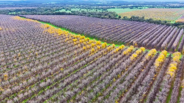 Aerial video flying over a vast pecan orchard, showcasing neat rows of mature trees across the productive agricultural landscape near Biniguy in northwestern New South Wales.