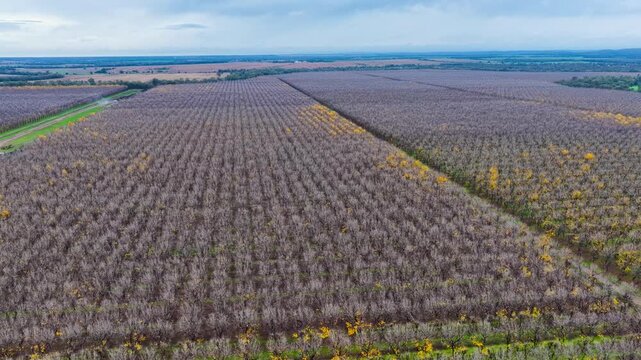 Aerial video flying over a vast pecan orchard, showcasing neat rows of mature trees across the productive agricultural landscape near Biniguy in northwestern New South Wales.