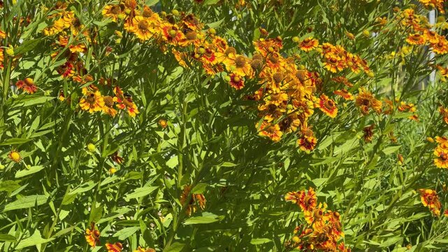 Dense, vibrant Helenium autumnale (sneezeweed, false sunflower) with orange-red petals and dark brown centers; ideal for botanical art, garden media, and autumn-themed projects