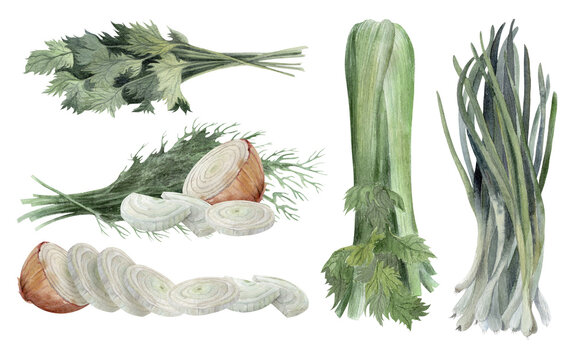 Watercolor culinary set with onion slices, dill, parsley, celery and green onion isolated on white. Botanical food sketch for cooking, recipe, garden and healthy eating design.