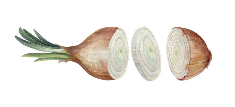 Fresh brown onion with green shoots and sliced cross sections isolated on white. Botanical watercolor food sketch for cooking, recipe, vegetable, kitchen and garden design.