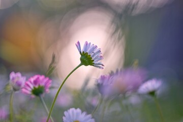 Flower daisy blooming in dreamy soft bokeh background. Spring bellis perennis floral macro with magical lens blur and natural light. © ZB Photography