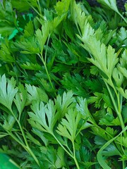 Close up of fresh green flat leaf parsley. Raw culinary herb background © Elena