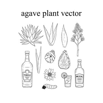 Agave plant and tequila mezcal production vector illustration