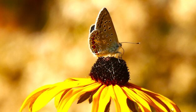 Colorful butterfly standing on the yellow wild flower in the garden feeding with nectar, butterfly and wildflower background, close macro details